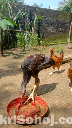 ফাইটার মোরগ
